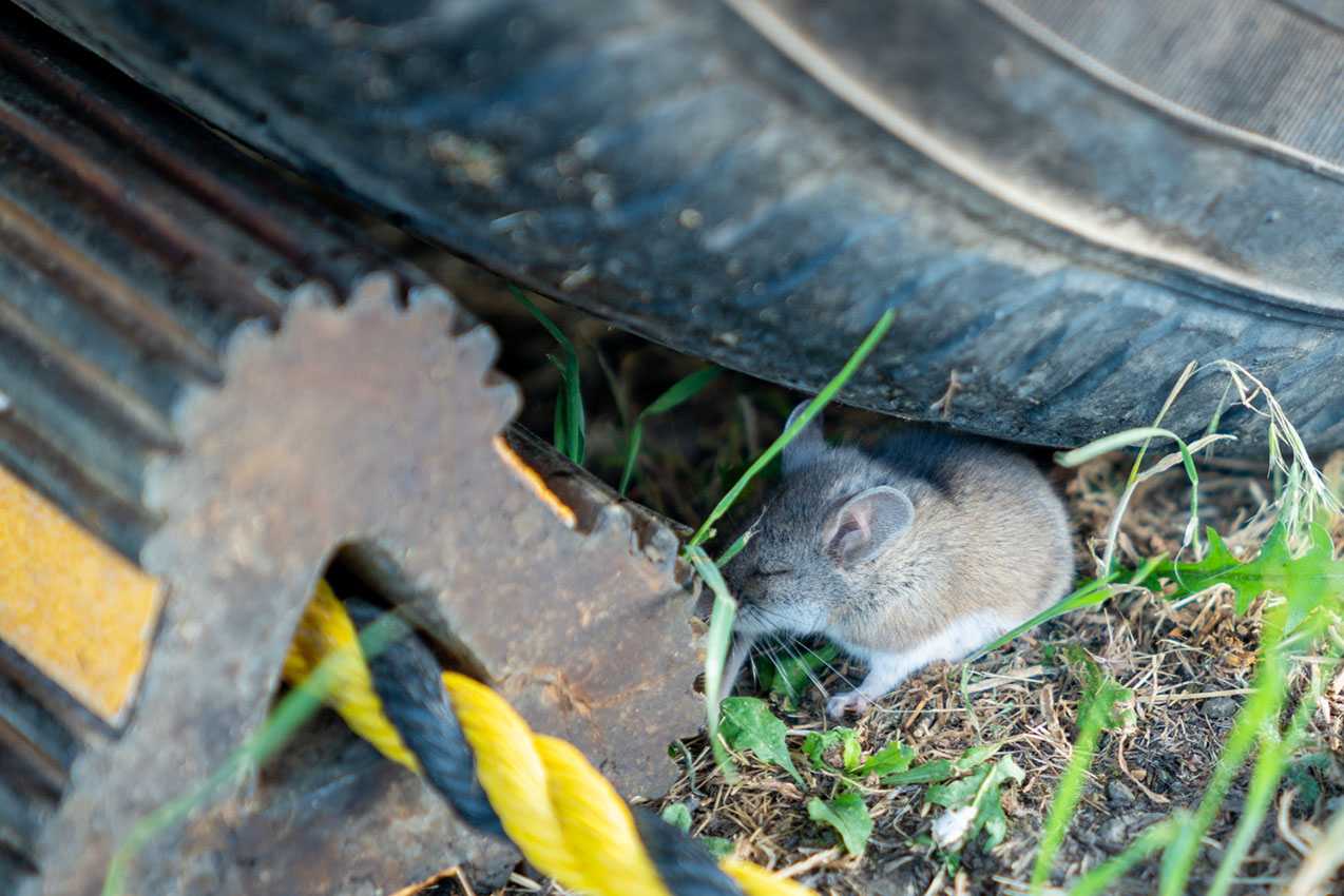How to Keep Mice Out of Your Camper