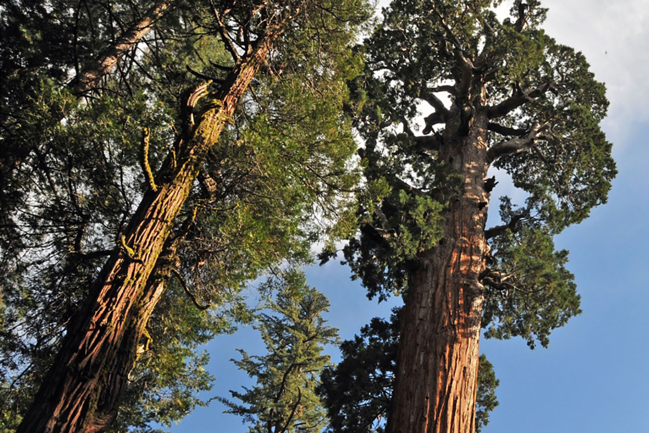 All the RV Camping in Sequoia & Kings Canyon National Park