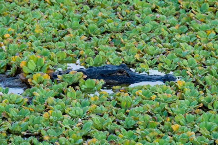 The Best Spots to Camp on Florida’s New Wildlife Corridor
