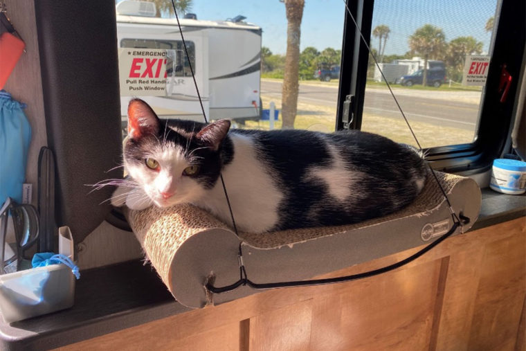 Sarah & Chris’ Favorite Camping Gear for Cats