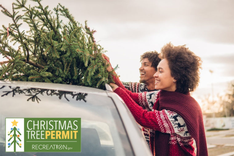 Pick Your Own Christmas Tree in a National Forest This Year