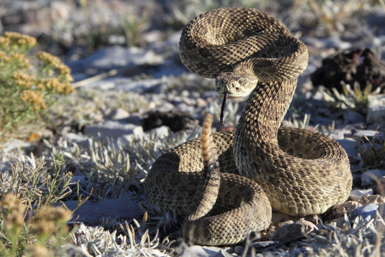 The Camper’s Guide to Snake Safety