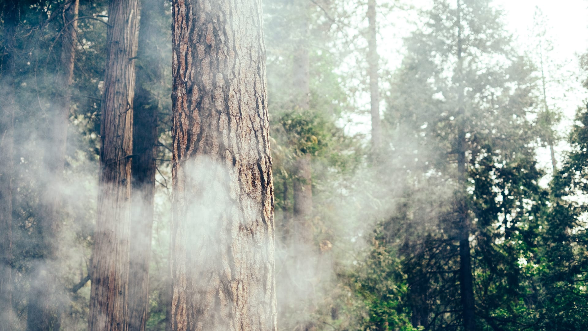 How to Stay Safe During Wildfire Season: Introducing Campendium’s New Smoke Map Feature