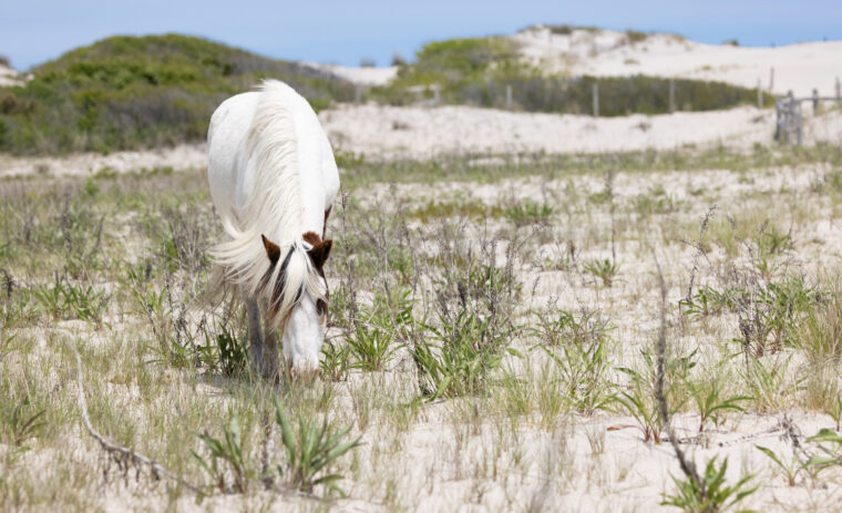 6 RV Campgrounds Near Assateague Island National Seashore