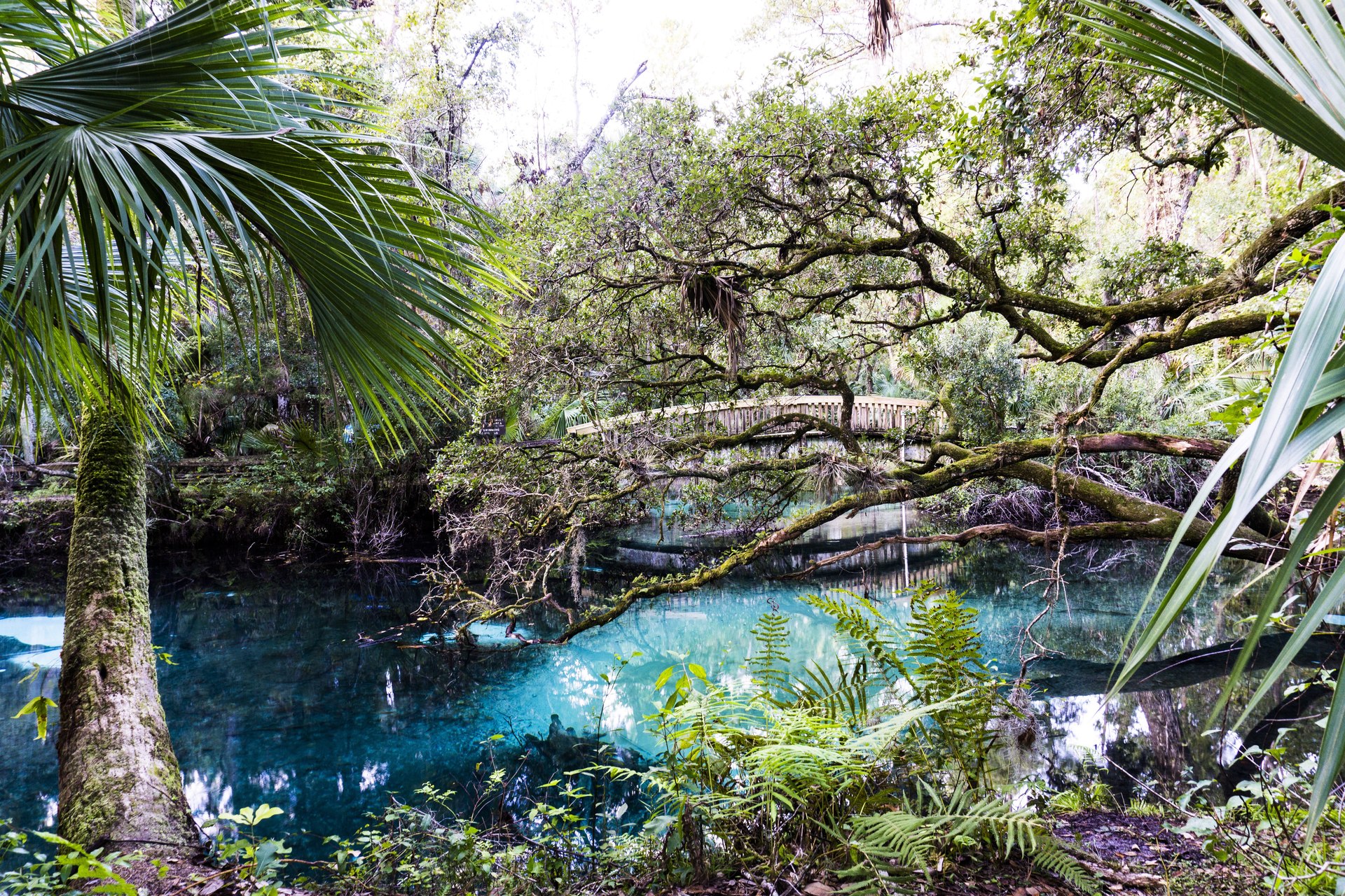 Ocala National Forest Camping: Campgrounds, RV Sites, and Dispersed Camping