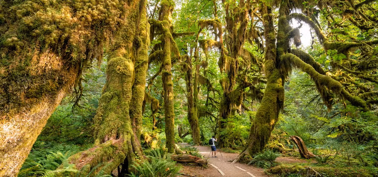 Olympic National Park Camping: Where to Camp and How to Choose